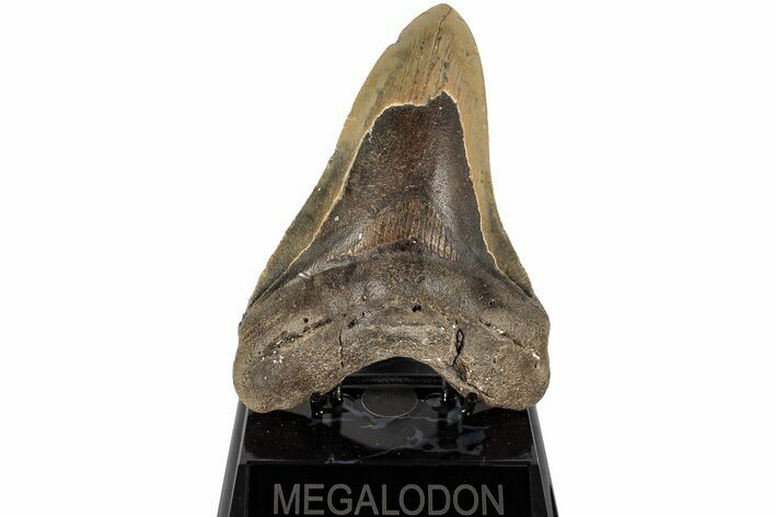 Bargain, Fossil Megalodon Tooth - North Carolina #200243